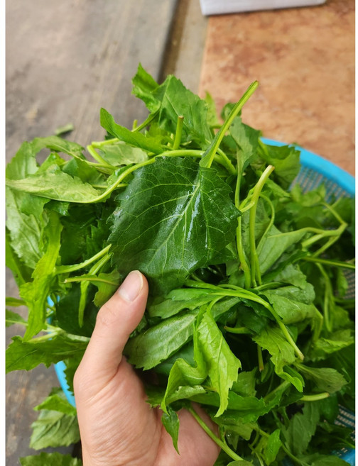 [국내산] 생 부지깽이 1kg 생취나물 쑥부쟁이 부지갱이 울릉도취나물, 1개