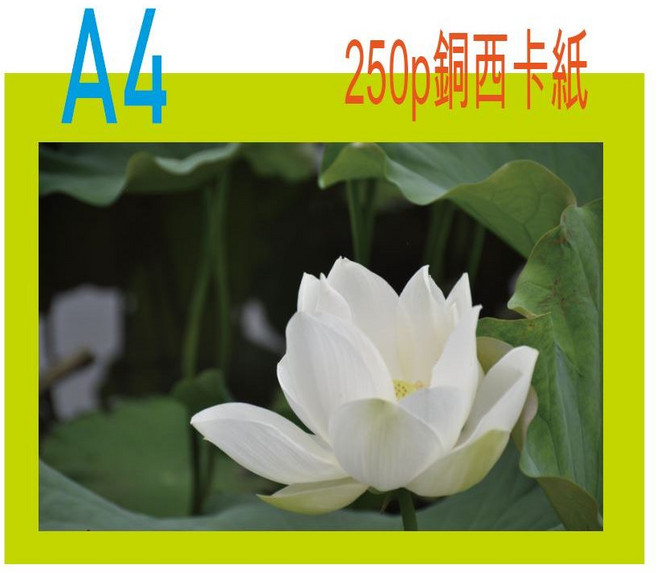250磅 銅西卡紙 A4, 1個
