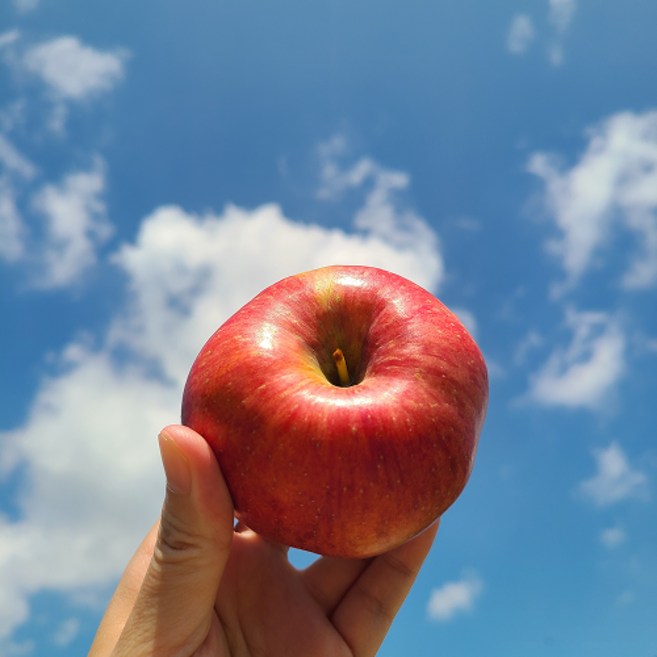 [붉은이슬사과] 홍로사과 햇사과 고당도brix 못난이사과, 1개, 3kg