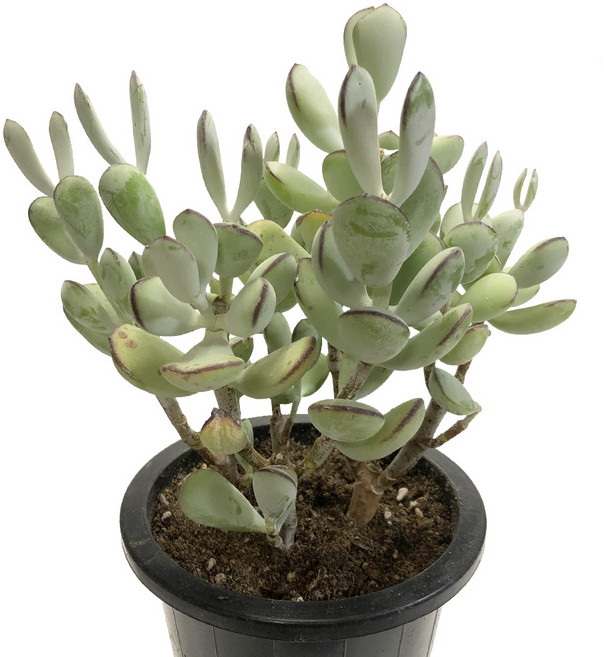 방울복랑(대품)-통통한잎/돌나물과/관목형다육식물, 1개