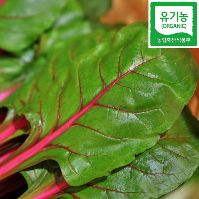 국내산 유기농 적근대 친환경 무농약 쌈채소 근대, 1개, 200g