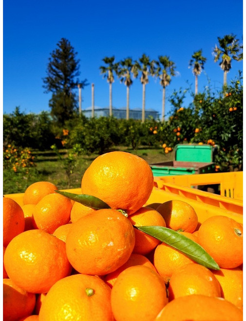 [ 혜윤이네 ] 제주 서귀포 실속 챙기는 !! 고당도 천혜향 / 실속형 가성비챙기기 제주도 천혜향 황금향 한라봉 레드향 카라향 달달한 천혜향, 3kg (황금향 선물용 고급형), 1박스