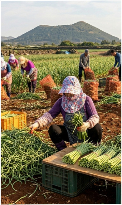 제주도 햇마늘쫑 장아찌.무침용 최상품 1kg 알뜰농장, 1개, 마늘쫑1kg