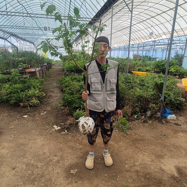 자두나무 묘목 추희가을자두 3년생 4년 왕자두 로얄대석 나무, 로얄대석자두3년, 1개