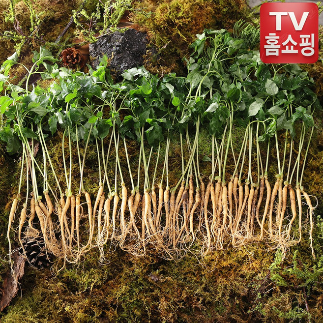 [TV홈쇼핑 정품 BEST빅히트]청삼애 3년근 명품 대왕 새싹삼 50뿌리 무농약 무비료 무제초제 직송배, 1세트, 50개입