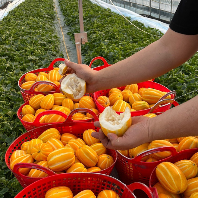 성주참외 못난이 기스 흠과 사이즈 랜덤 혼합과, 1박스, 2kg