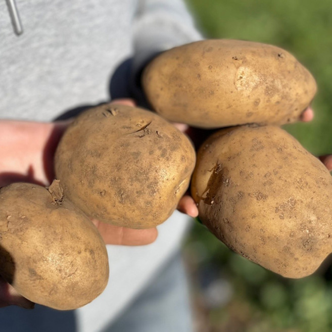 [정동원감자] 분나는 국산 햇감자 수미감자, 1박스, 특 20kg (찜&요리용)