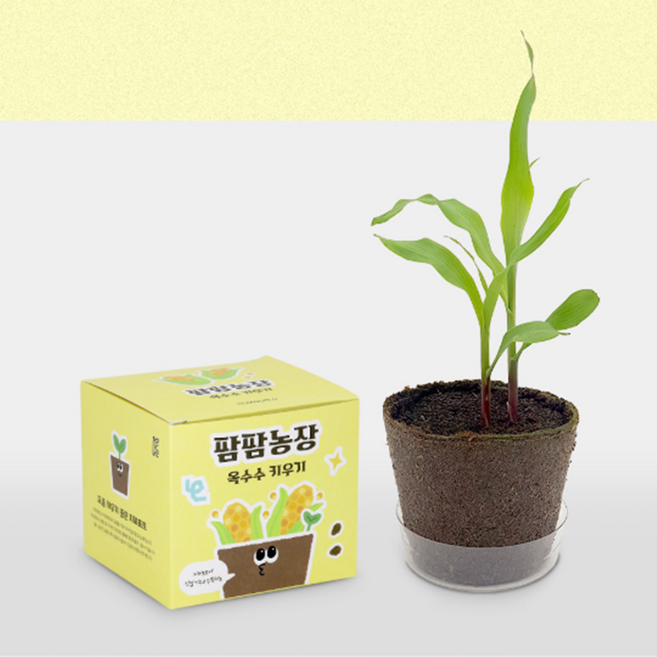 옥수수 모종 화분 식물키우기 유치원 어린이집 미니텃밭 키트 gardening kit, 1개