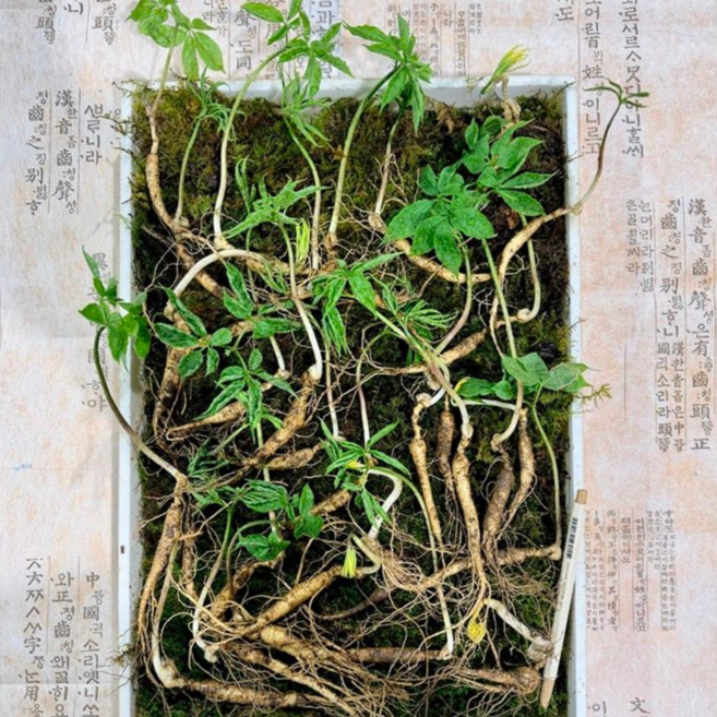 [한국산삼원] 산양산삼 잎대삼 10년근 산삼 100% 국내산 가정의달 부모님선물 지인선물 자연산 산삼 산양산삼 장뇌삼 선물추천, 100g, 1세트, 10년근 5뿌리