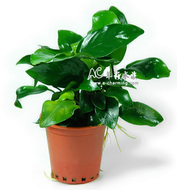 【AC草影】小榕水草 一盆, 1個