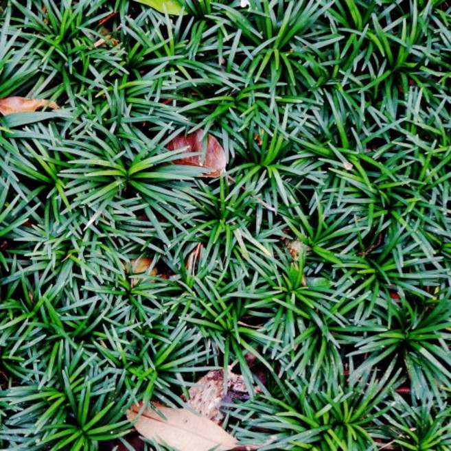 (나무농장) 야생화 소엽맥문동(애란) 포트 무료배송특가, 30개, 애란 3치포트