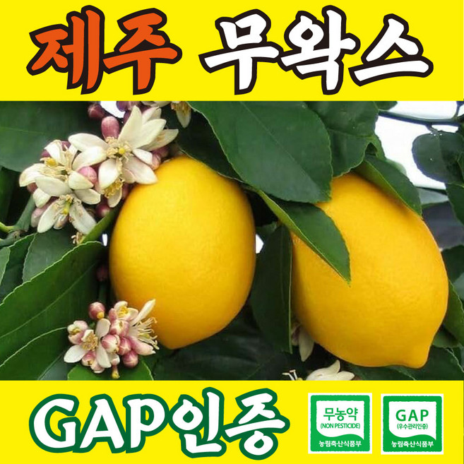 [윤제원레몬] 무농약 GAP 껍질째먹는 제주레몬, 1개, GAP인증 1kg