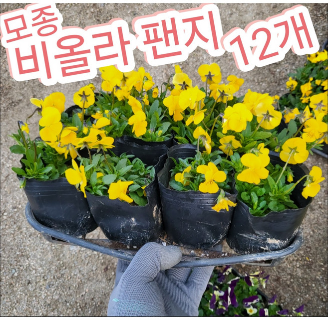 팬지모종 12개/제비꽃과에 속하는 추위에 강한 비올라
