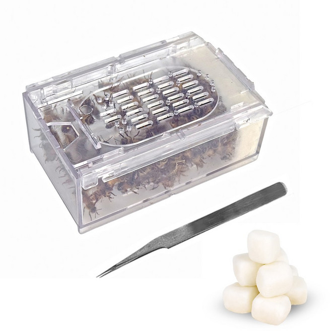 청우팜 초보자용 벌침세트 (벌+핀셋+영양먹이10개), 1세트