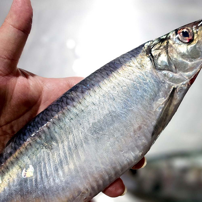 국내산 생물 자연산 횟감용 청어 1kg 4-5미, 1개, 상세페이지 참조