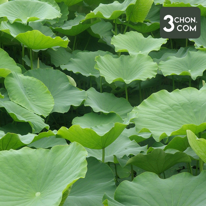 [산지직송] 자연산 연잎 10장(1박스), 1박스