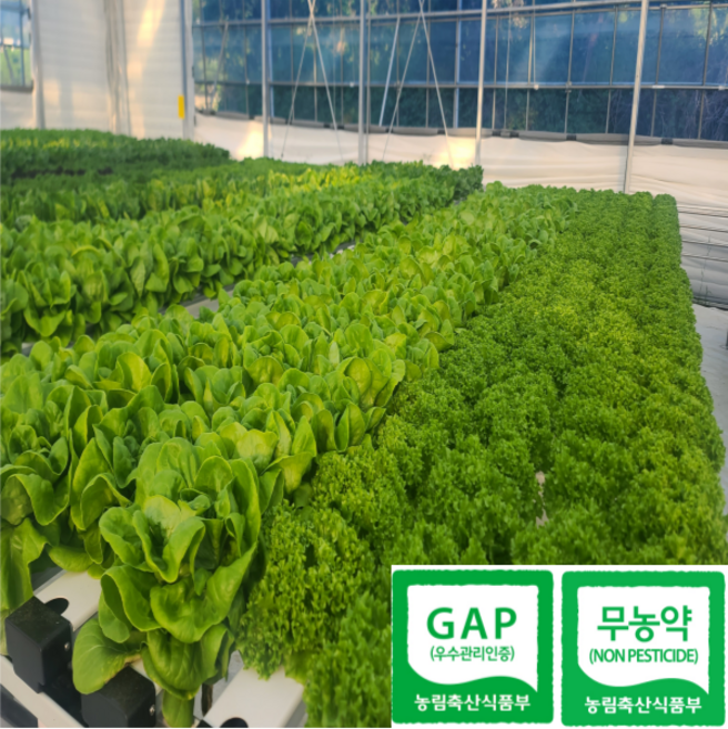 [도하팜] 유러피안샐러드 채소 수경재배 친환경 무농약 GAP 유럽샐러드 믹스 유럽상추 모듬채소 버터헤드 프릴아이스 카이피라등, 1개, 1kg