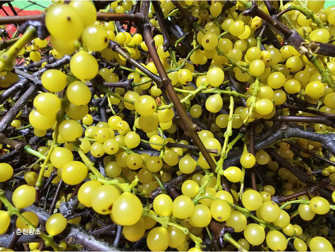 꼬리겨우살이 생열매 50g 6만원, 1개