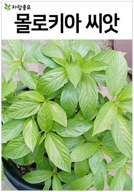몰로키아 씨앗 40알 이집트 시금치 종자 모로헤이야 씨 자람종묘, 1개