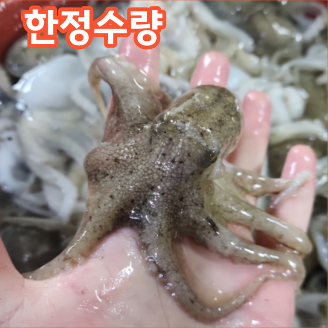[마감임박] 선주직송 쫄깃폭발 국내산 쭈꾸미, 1박스, 1kg