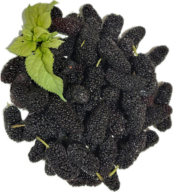 백운팜 오디(급냉) 햇 오디 3차선별 에어세척, 1개, 오디 5kg