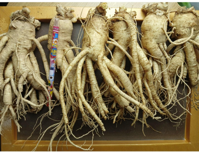 인삼 6년근 인삼 1kg 4-5뿌리 특난발삼 인삼주용 인삼직거래, 1개