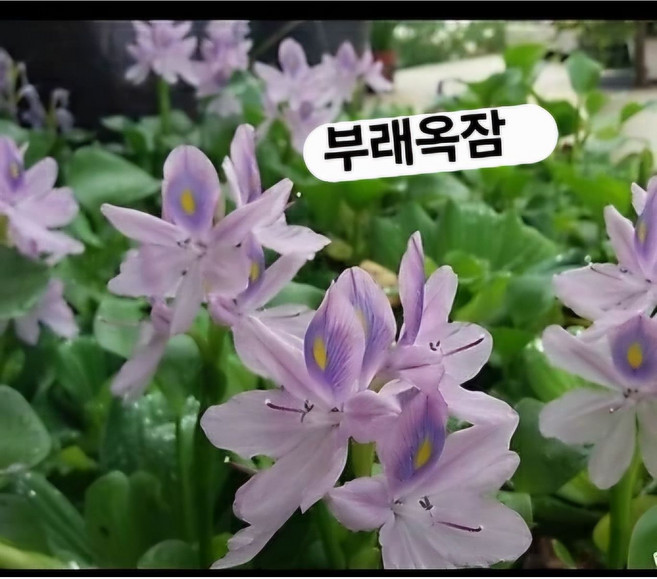 부래옥잠 10개, 보라색