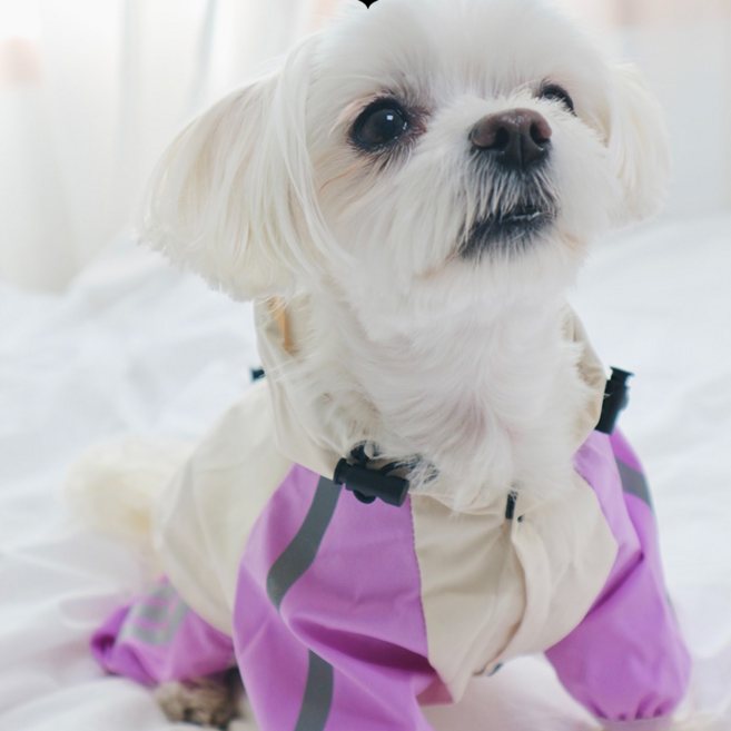 펫피움 강아지우비 올인원 레인코트 애견비옷, 1.파스텔올인원우비, 보라, 1개