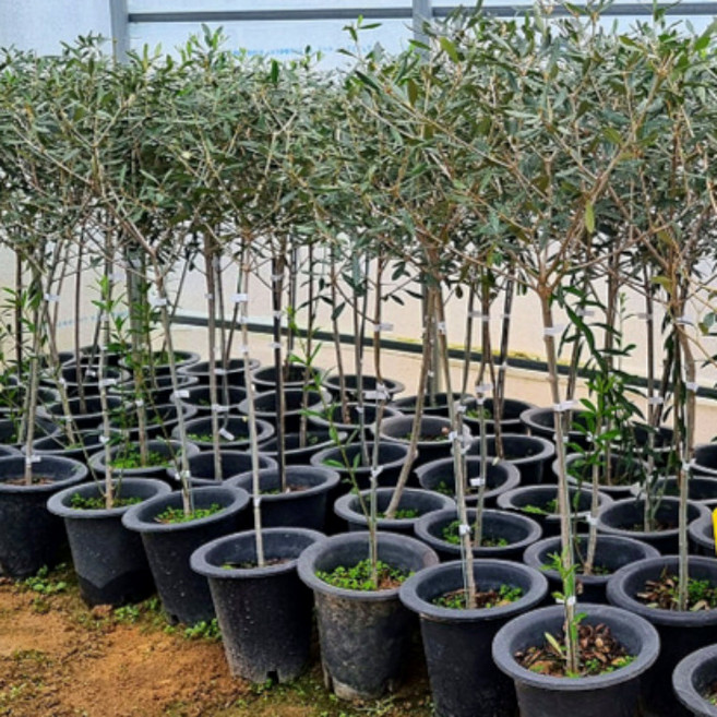 같이가치농원 올리브나무 80cm전후, 단일, 1개