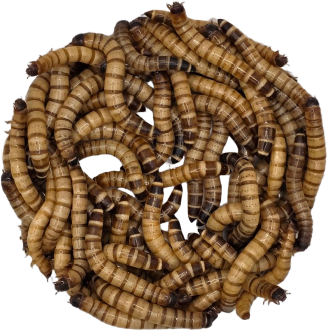 밀웜나라 밀웜, 슈퍼밀웜 대 60마리, 1개