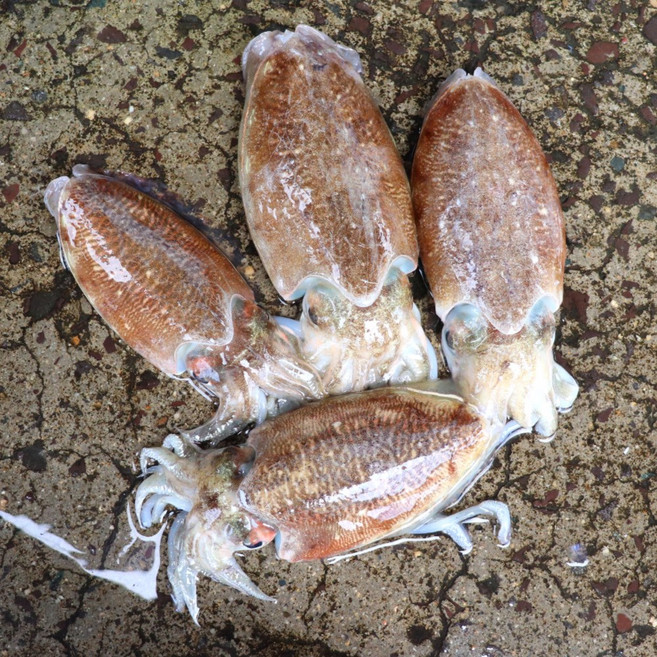 국산 생물 갑오징어 통찜 숙회 무침 볶음 용, 1개, 1kg