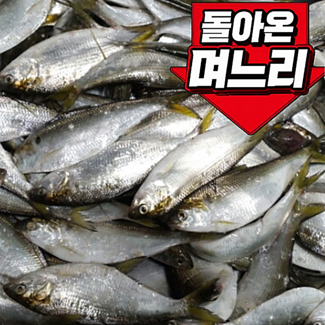 5위 - (새벽조업) 자연산 활 전어 전어회, 1박스, 500g