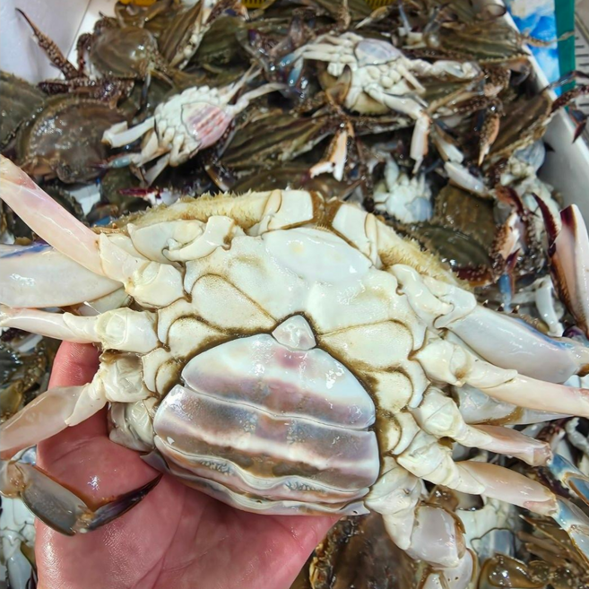 서해 꽃게 안면도 제철 생물 활꽃게[ 특A급 3KG ] 암꽃게 봄꽃게, 1개, 암꽃게 3kg 소 (12~16미내외)