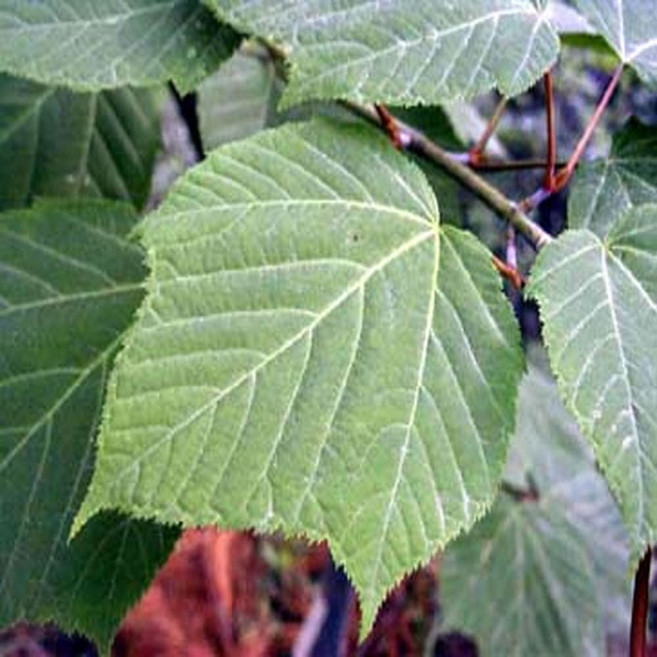 [가산원예조경] 벌나무(산청목) 3년생 100cm 10주묶음