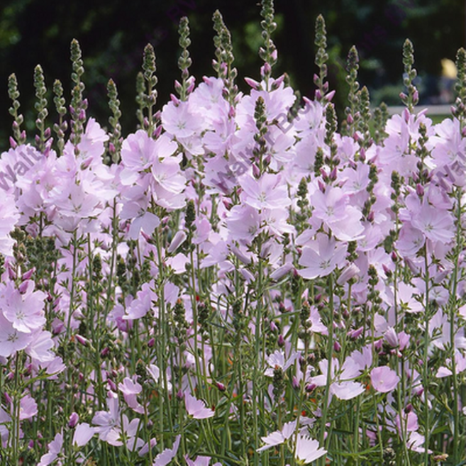 애기접시꽃 (시달세아 Sidalcea) 씨앗 10립 소포장, 1개