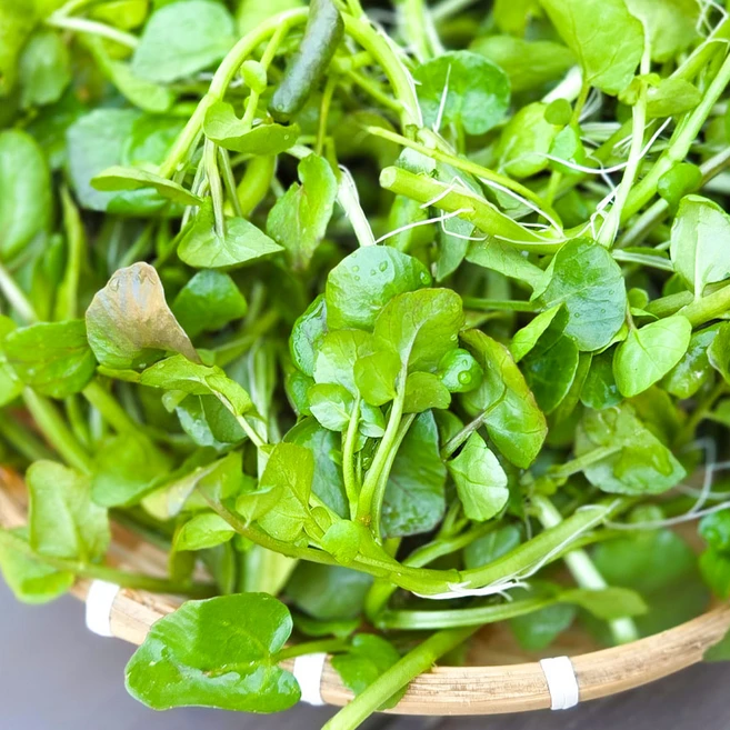 [산지직송] 크레숑 Watercress 물냉이 300g 아삭한 줄기 크래숑 워터크레스 허브채소 쌈채소 샐러드채소 다이어트채소 유러피언채소 슈퍼푸드 서산자연농원 크래숑 크레송, 1개 - 쿠팡