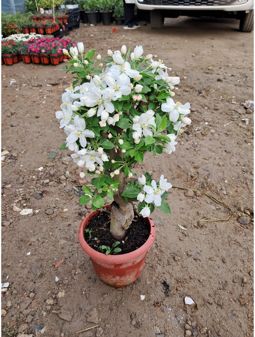 애기사과나무 꽃도풍성하고 맛있어요, 1개