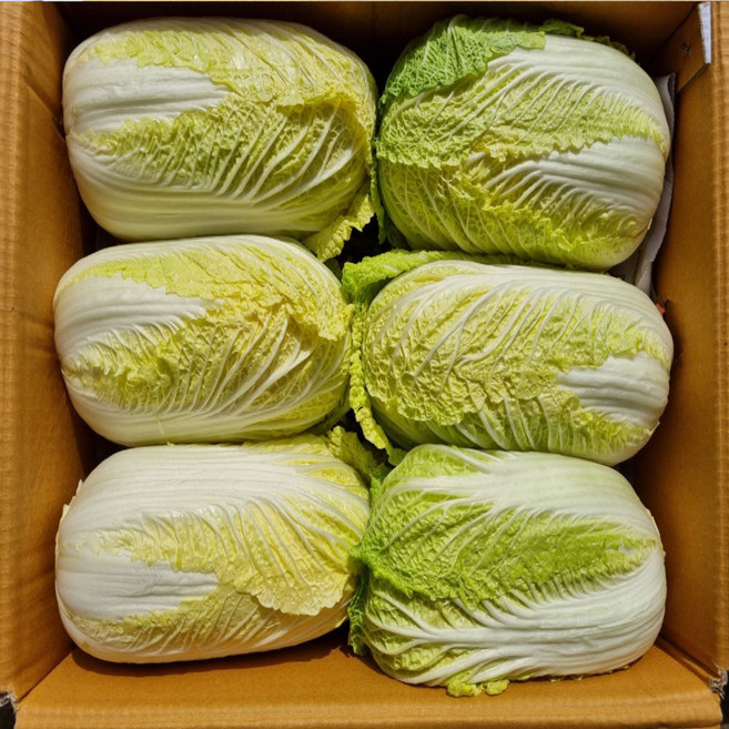 야채삼촌 알배기 쌈배추 2통/6통/12통, 6개