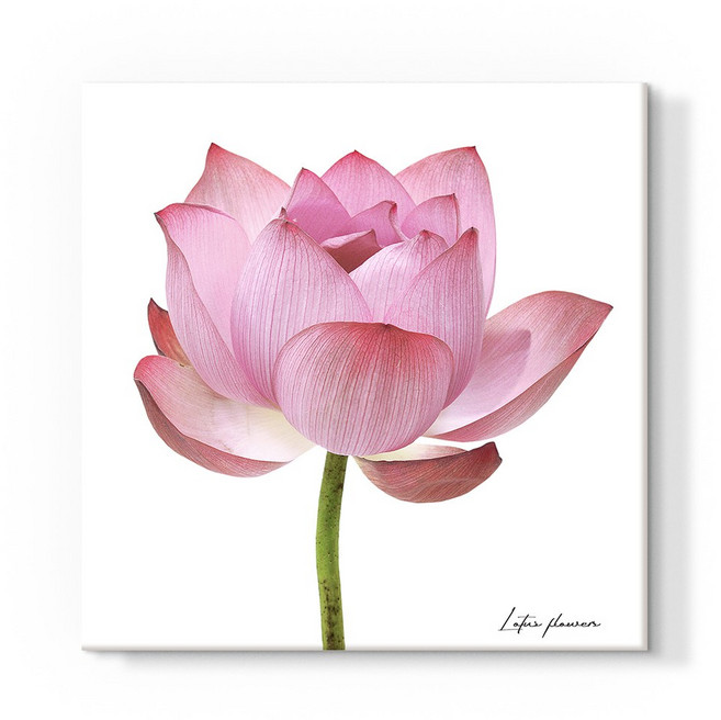 더 아트 컴퍼니 돈 들어오는 풍수 두꺼비집 가리개 30종 배전함 차단기 해바라기 사과 코끼리 자작나무 돈나무 커버 현관 그림 액자 인테리어, 17. 합격 연꽃