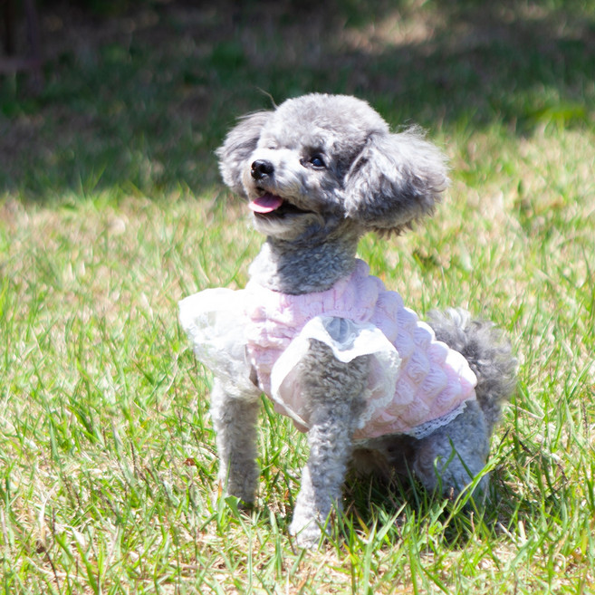 매일그개와 강아지 티셔츠 뽀글이 원피스, 핑크, 1개