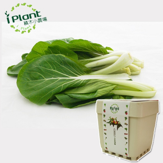 iPlant 積木懶人盆栽農場 空心菜 種子盆栽 培養土, 小白菜, 小白菜