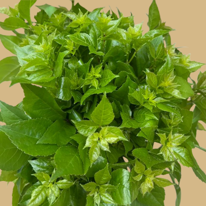 [산지특가] 국산 쌉싸름 1등급 오가피순, 1개, 1kg