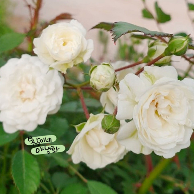 흰겹찔레 가시있음 [3개 복남이네야생화 모종 덩쿨장미 화이트 찔레 로즈 rose], 3개