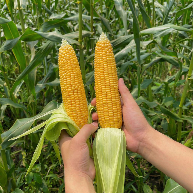 강원도 초당옥수수 농장직송 특품 냉동 진공포장, 1박스, 30개