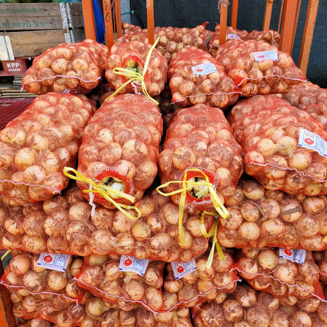 [푸드팜] 장아찌용 햇양파 양파, 1개, 10kg