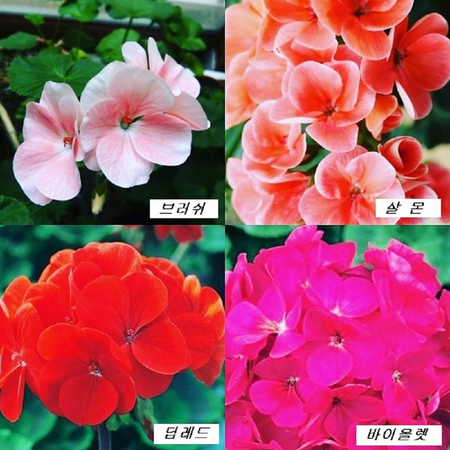제라늄 5개 세트 10개세트 (5가지색) 10cm칼라포트, 수량