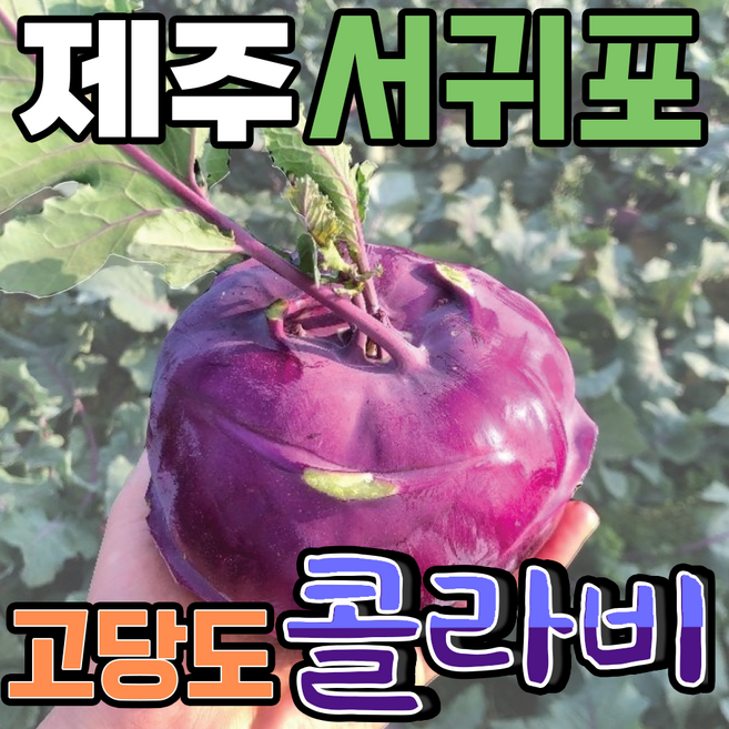 [득템몰] 제주 콜라비 고당도 제철, 1박스, 15kg