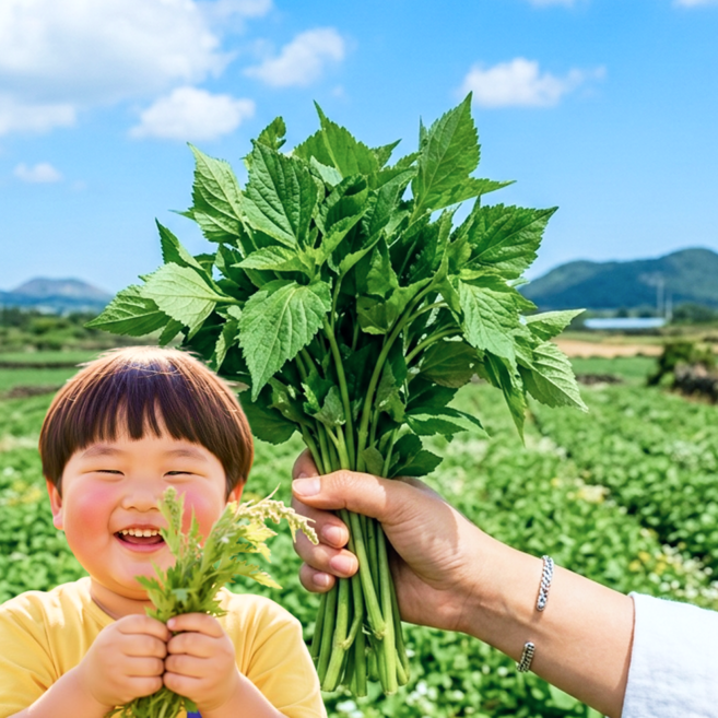 국내산 제주 취나물 생취나물 산지직송, 1박스, 2kg