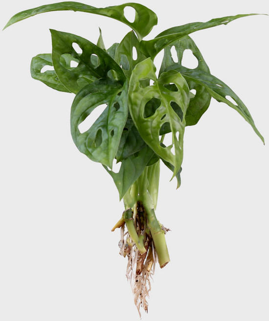 메이크정글 공기정화 수경재배 흙 세척 식물 모음, 3.몬스테라 아단소니, 1개
