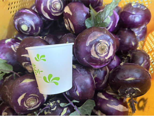 <품담> 제주산 콜라비 아삭한 식감이 최고!! 건강식으로 최고!!, 1박스, 미니미니 2kg